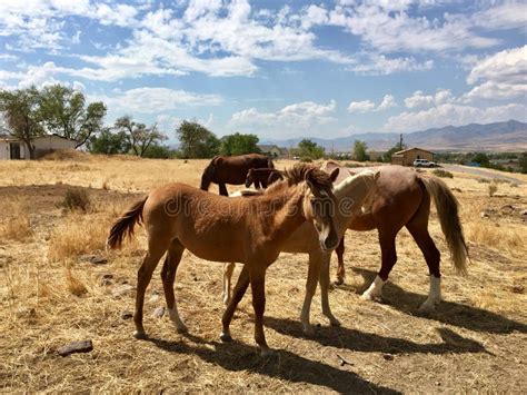 Wild American Mustang Horses Yearlings Stock Image - Image of ...