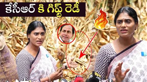 Ys Sharmila Fires On Kcr Over Farmer Issues Telangana Ysrtp