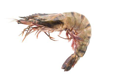 Tiger prawn shrimp İHATA GRUP