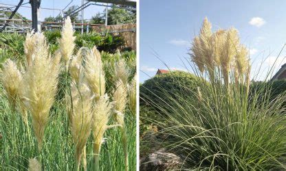 Cortaderia Selloana Splendid Star Splendid Star Pampas Grass