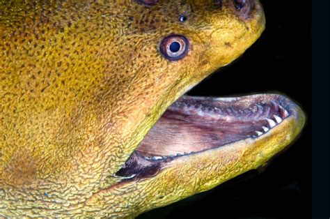 Green Moray Eel Bite