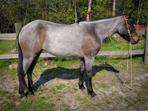 Roan Horse Color Profile - Complete With Pictures