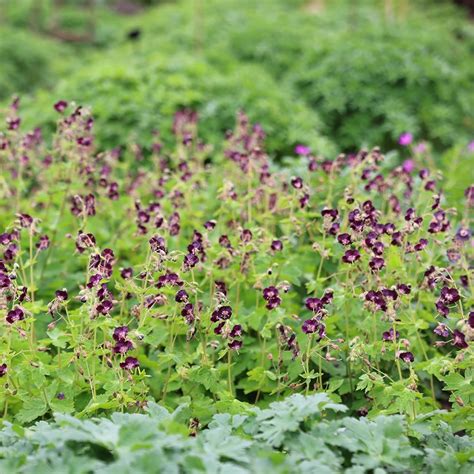 Buy Dusky Cranesbill Geranium Phaeum 8 99 Delivery By Crocus