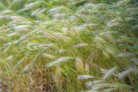 Canada Wild Rye Plant Care And Growing Guide