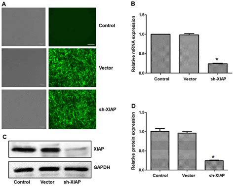 SM164 Enhances The Antitumor Activity Of Adriamycin In Human U2OS