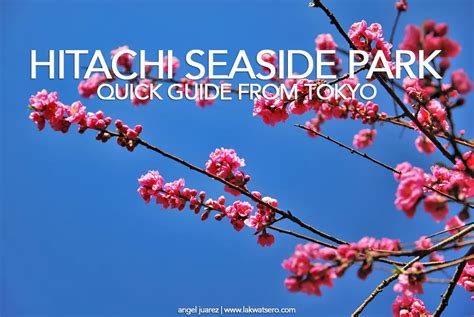 Hitachi Seaside Park | Lakwatsero