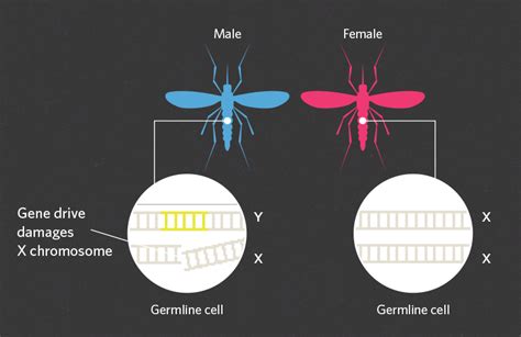 Using Gene Drives To Limit The Spread Of Malaria The Scientist Magazine®