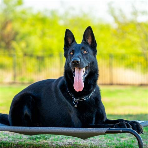 Trained German Shepherd Protection Dog Bandit Expertly Trained By