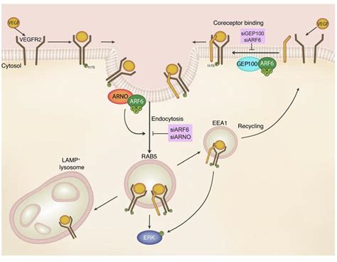 JCI Small GTPase ARF6 Controls VEGFR2 Trafficking And Signaling In