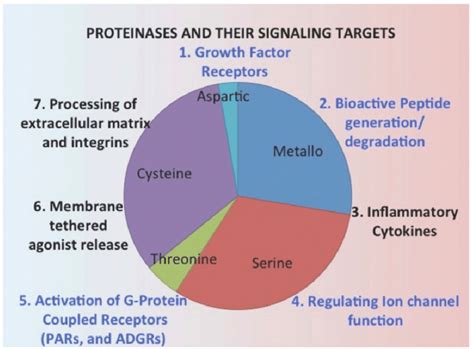 Proteolytic enzyme families and their targets that generate cell ...