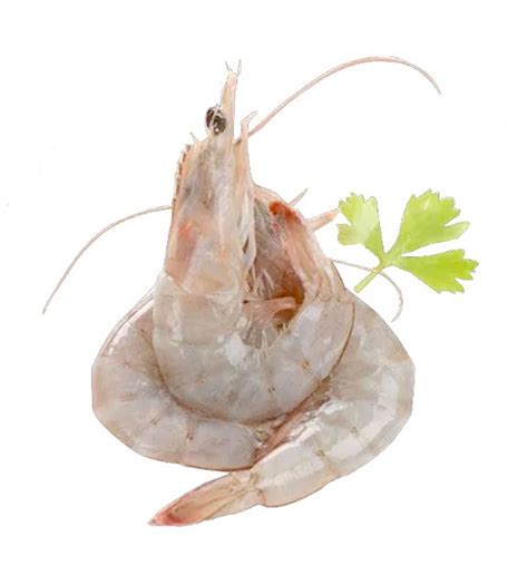 Frozen Sea White Prawn Aa Mos Fresh Trading Sdn Bhd