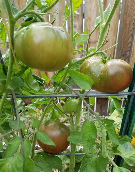 Black Brandywine Tomato The Coeur D Alene Coop