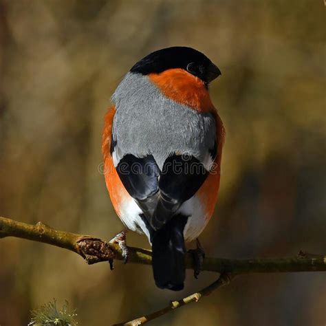 The Eurasian Bullfinch Pyrrhula Pyrrhula Male Stock Image Image Of