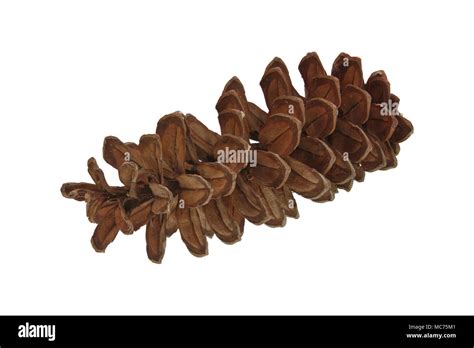 Pine Cone Isolated On A White Background Stock Photo Alamy