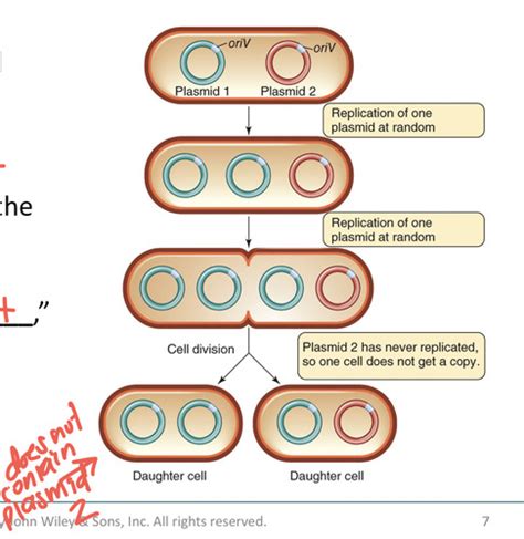 CH 10 Micro Bacterial Genetic Analysis And Manipulation Flashcards