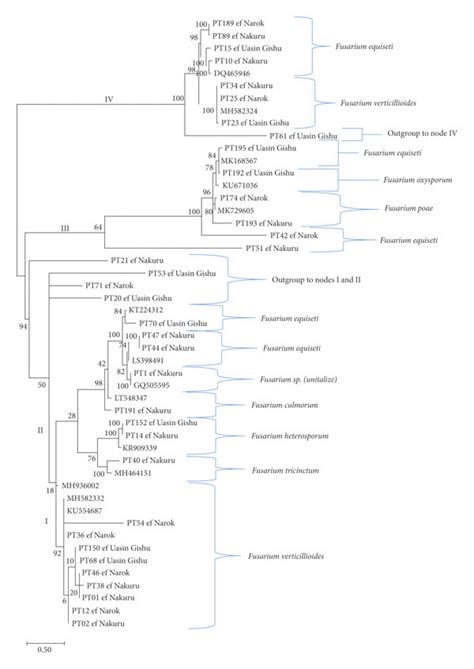 Phylogenetic Tree Of Fusarium Spp Isolated From Freshly Harvested