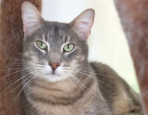 Meow Meow Pussy Cat Wants To Find A Friend THE WEEKLY TIMES