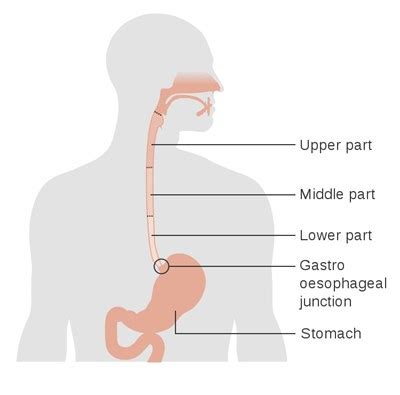 Oesophago Gastric Surgery Team