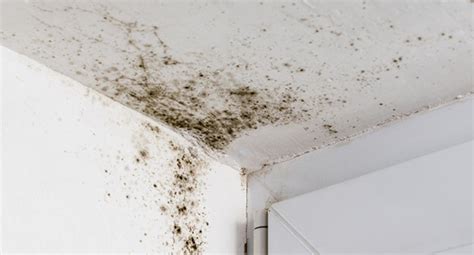 Detecting And Preventing Mold Growth On Your Bathroom Ceiling Trusscore