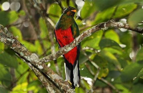 Quetzal Fúlgido Pharomachrus Fulgidus Mundiaves