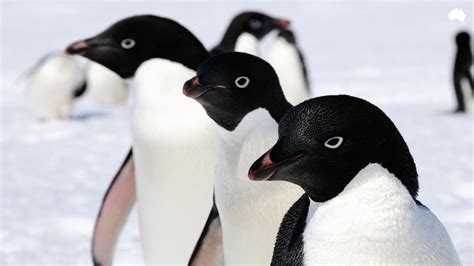 Scientists Discover Adelie Penguin Population To Be Massively