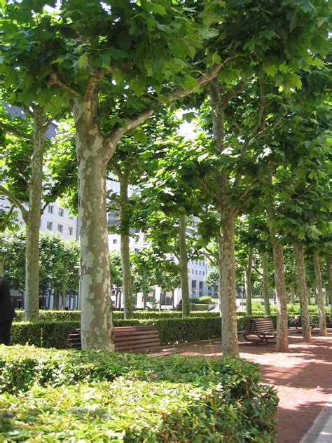 Platanus X Acerifolia La Défense Paris London Plane Tree Landscape Architecture Design