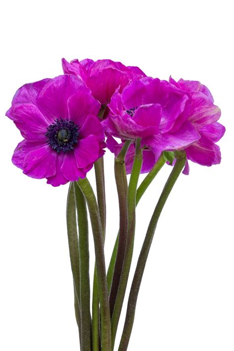 Hot Pink Anemone Flower Explosion