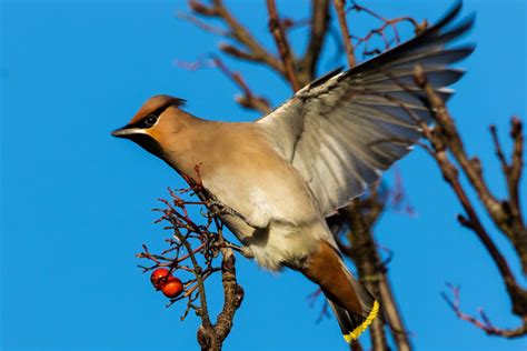 In Pictures Scotland S Top 10 Birds To Spot This Winter