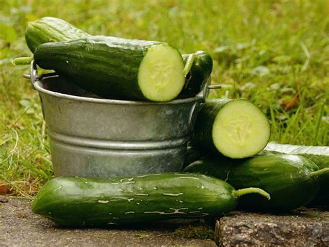 How To Grow Cucumbers In A Greenhouse