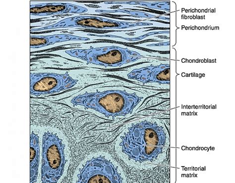 Cartilage Labeled Diagram