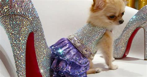 7 shocking ways to pamper your pet