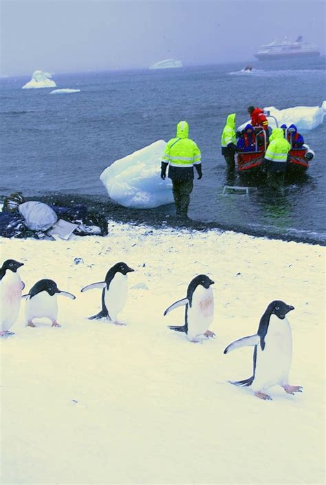 March of the Penguins editorial image. Image of cold - 227369380
