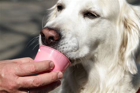 Hunde an Silvester beruhigen Martin Rütter mit Eierlikör Tipp