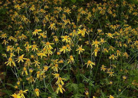 9 Best Native Plants For Dallas