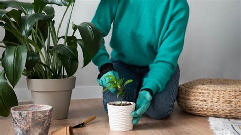 Quand Et Comment Rempoter Une Plante Verte Dint Rieur