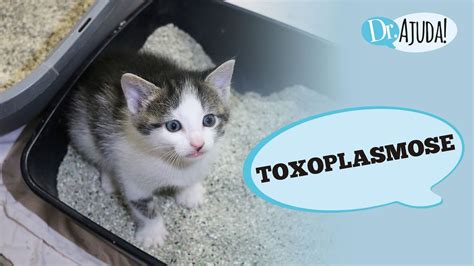 Toxoplasmose Doen A Do Gato O Que Sintomas Como Prevenir