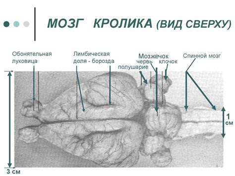 Конечный мозг (telencephalon) - online presentation