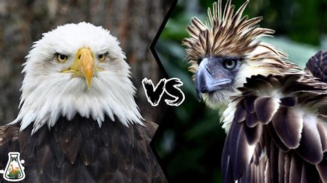 BALD EAGLE VS PHILIPPINE EAGLE - Which is the strongest? Chords - Chordify