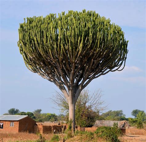 Giant Candelabra tree (Euphorbia ingens) - All You Need To Know - Ispru.