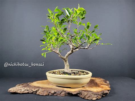 Jade Bonsai Care Guidelines Nichibotsu Bonsai