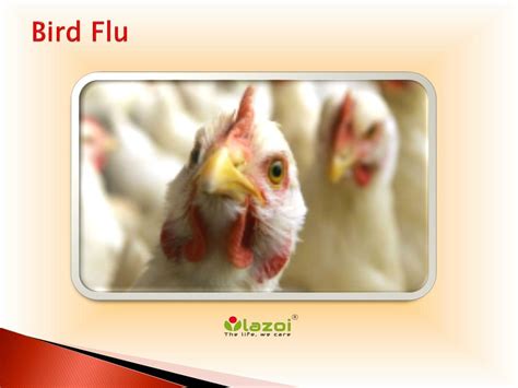 Ppt Bird Flu Powerpoint Presentation Free Download Id 7929292