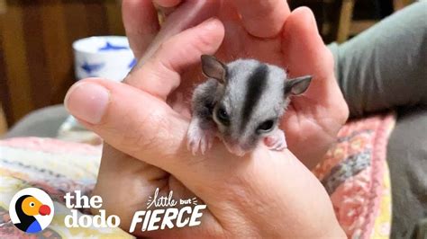 Baby Sugar Glider Figures Out How To Glide | The Dodo Little But Fierce