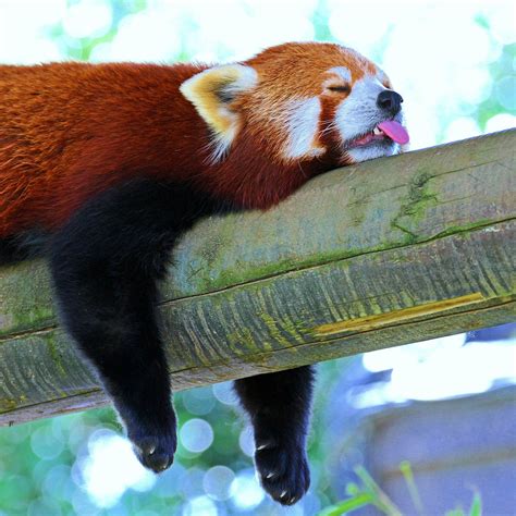 Panda Lesser Panda Red Panda Branch Rest Sleep #iPad #Pro #wallpaper ...