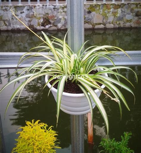 Jual Tanaman Hias Bunga Gantung Spider Plants Chlorophytum Comosum