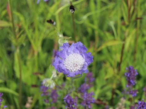 Witwenblume Skabiose Stäfa Schönste Stauden Expertenwissen