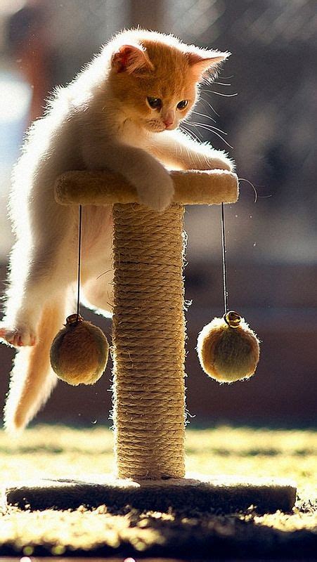 Catplayfulkittenclimbing51395640x1136 Cute Cats Beautiful Cats