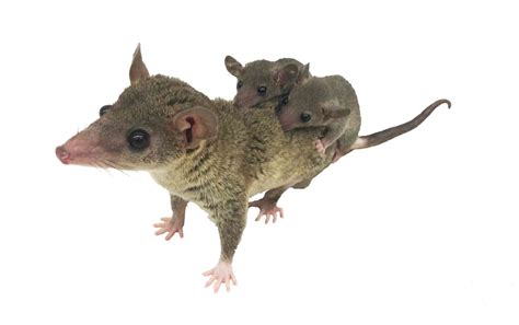 New research could lead to a pregnancy test for endangered marsupials