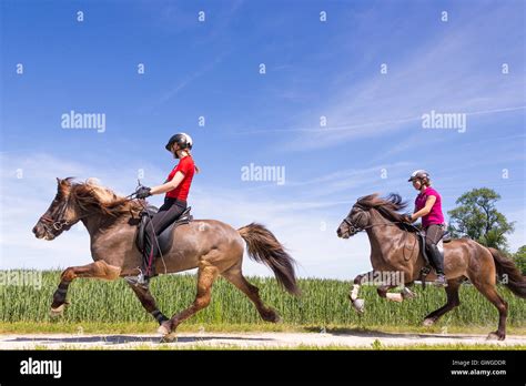 Icelandic Horse. Two gaits: One hores being ridden at the flying pace ...