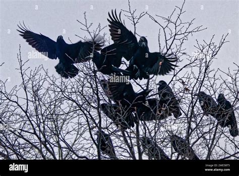 Krahenplage hi-res stock photography and images - Alamy