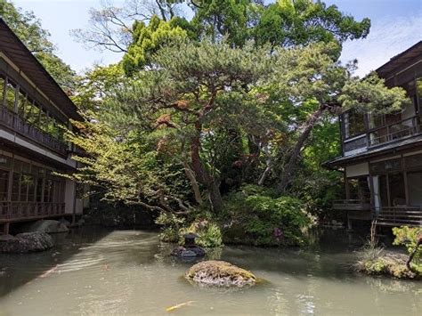 今日もいいお天気です。 伊豆修善寺温泉 登録有形文化財 新井旅館 ブログ 「あらゐ日記」